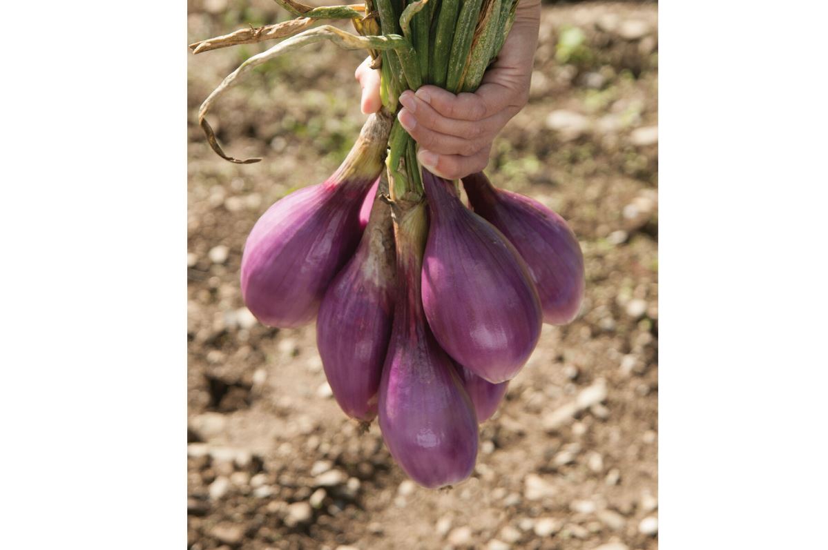 Red Long of Tropea – Onion Seed